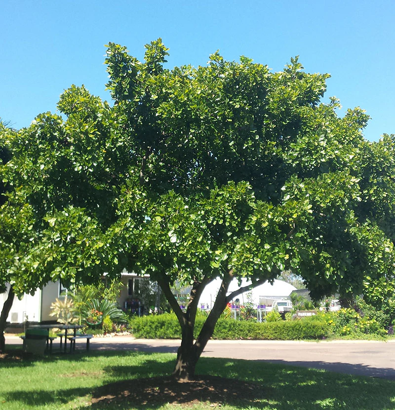 Phytotherapeutic potential of Karanja (Pongamia pinnata) in dermatological infections